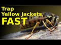 SUCKING yellow jackets right out of their nest (effective homemade trap for wasps and hornets)