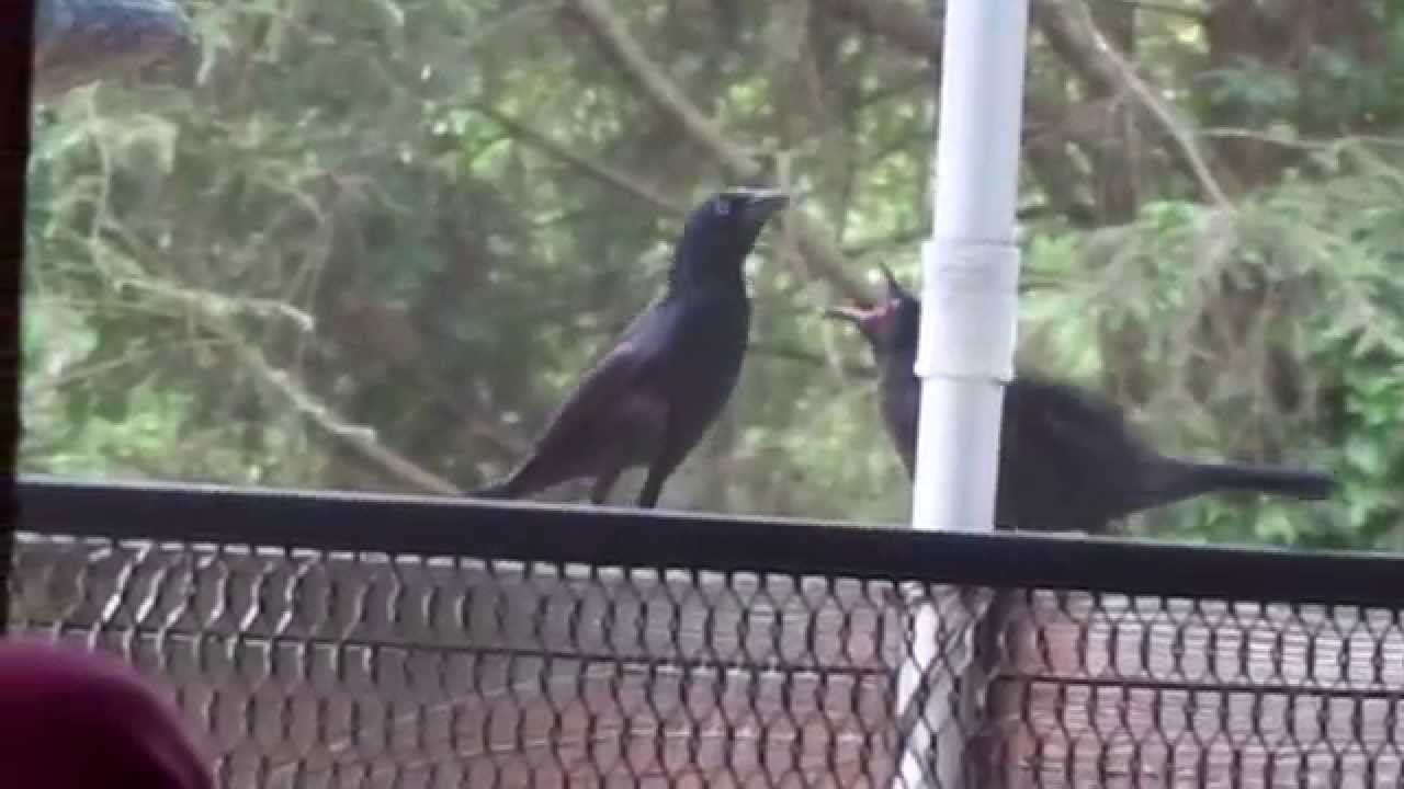 Common Grackle Black bird feeding its fledgling