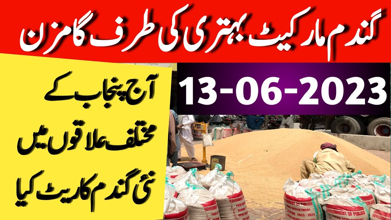 Wheat price update today|Wheat price today pakistan|Gundam rate 2023 ...