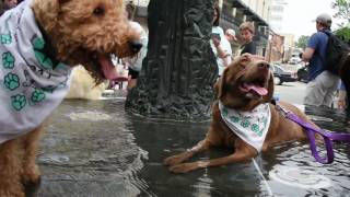 Mutt Strut 2017