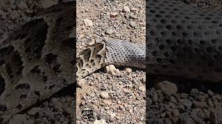 Puff Adder Shedding