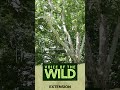 Voice of the Wild - The American Sycamore
