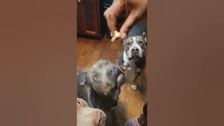 Food Makes Us Happy Good Doggies. ❤️#xlamericanbully #bullybreed #americanbully