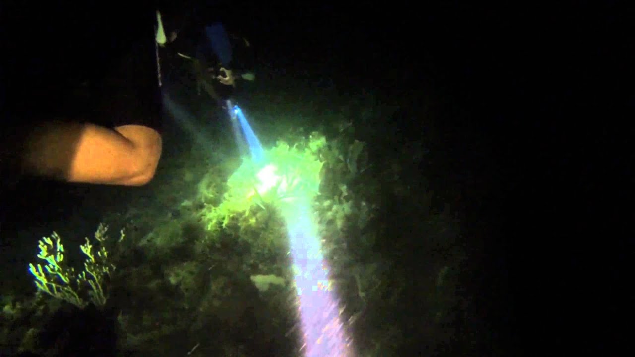 Ocho Rios, Jamaica Dive 4 Night Dive YouTube