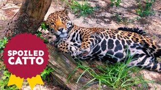 A DAY IN THE LIFE OF A SPOILED JAGUAR
