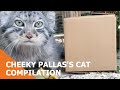 Cheeky Pallas's Cat Compilation