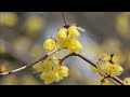 日本百年經典歌曲~早春賦~(中日字幕)