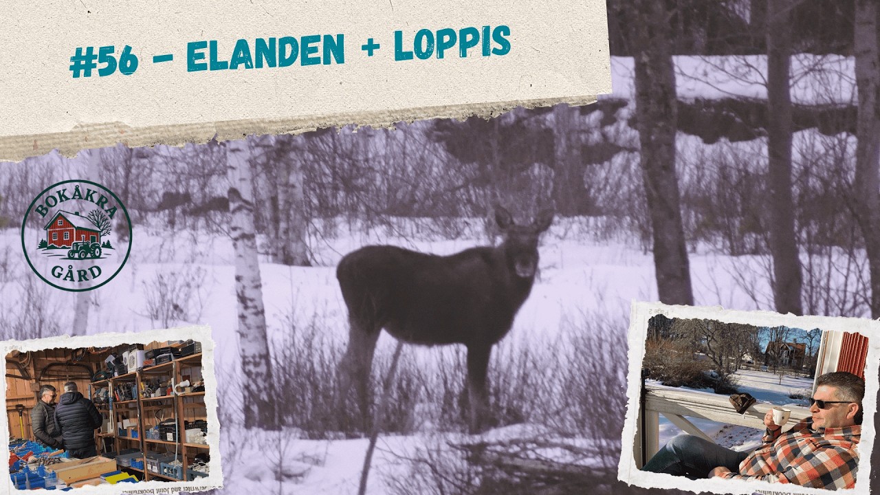 #56 - Elanden gespot in Zweden | Farmvlog met hout zagen en avlopp uitleg en grote loppis