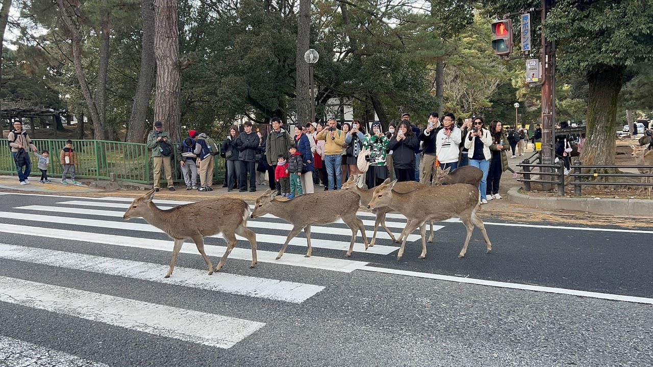 信号が青の時に渡る鹿の群れ を見るのが大好きです♥️