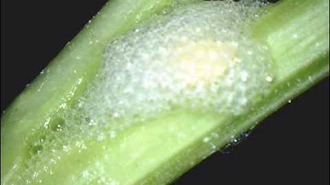 Spittlebugs making spittle
