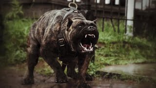 15 Most Aggressive Dogs In The World