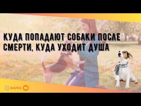 Куда попадают собаки после смерти, куда уходит душа