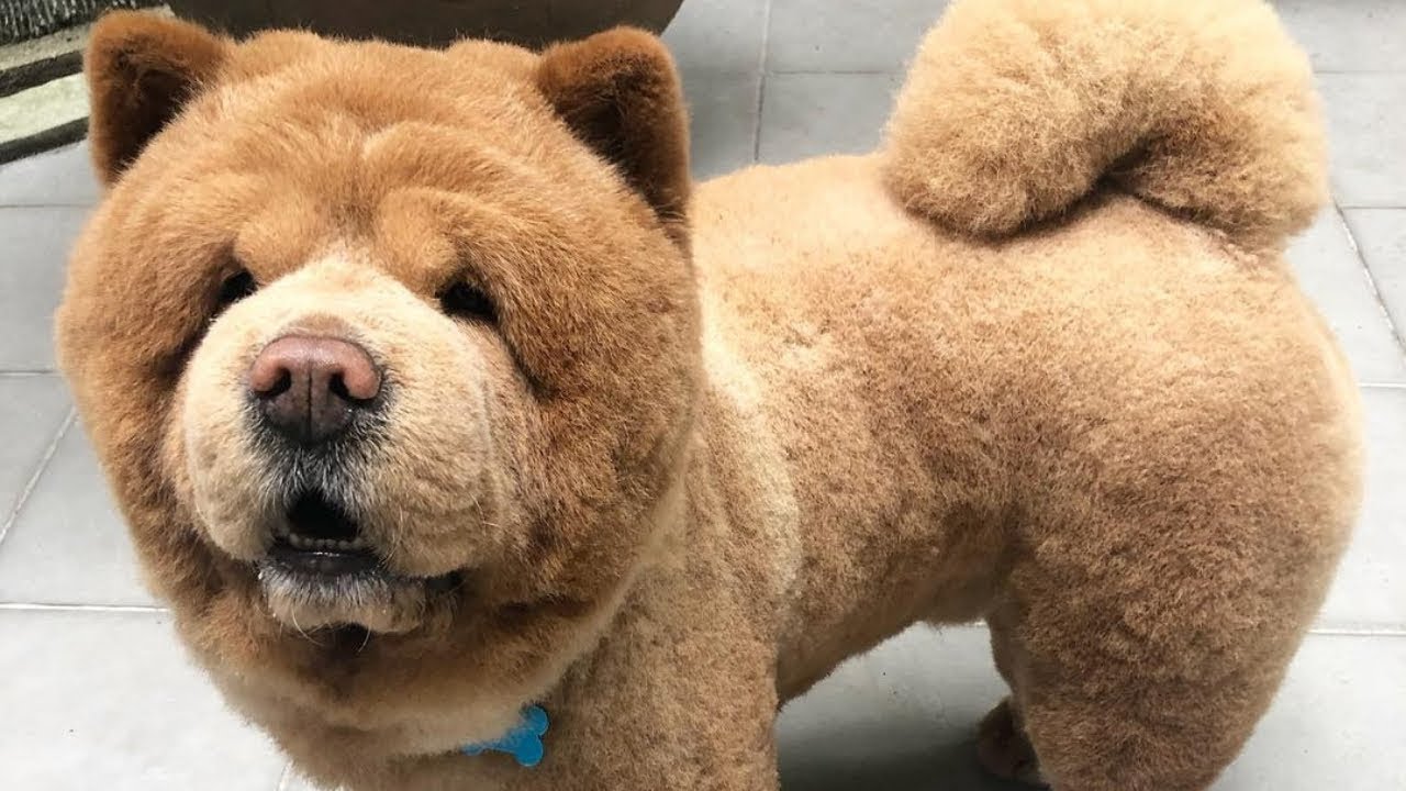 what does a chow dog look like