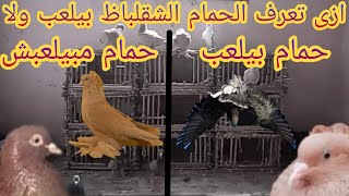 ازى تعرف الحمام الشقلباظ بيلعب ولا