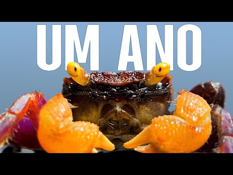 Vídeo: Criação de um aquário autônomo de tanque de peixes de água salgada