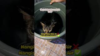 Tingkah Kugy Emang Agak Laen  #cat #kucing #catlover #cutecat #funnycats