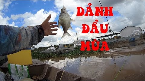 🐟Câu Cá Dảnh Ngoài Bè Mùa Nước Đục Làng Bè Bình Thạnh Hành Trình Săn Cá Dảnh Đầu Mùa Và Cái Kết🐟