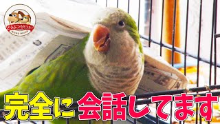 【おしゃべりインコ】日本語を理解してるとしか思えないピーちゃんのおもしろ会話集！【どうぶつ奇想天外／WAKUWAKU】