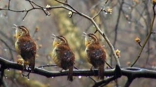 Откупиться От Ада..слепые И Зрячие..время Судов И Воздаяния..