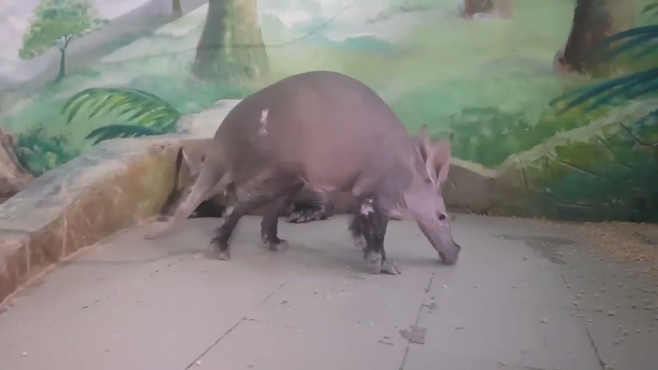 Tubulidentata Orycteropodidae – Трубкозубоподібнi (Трубкозубові)