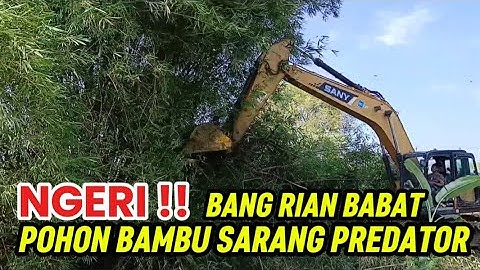 NORMALISASI KALI CIKARANG ‼️ BANG RIAN BABAT POHON BAMBU SARANG PREDATOR