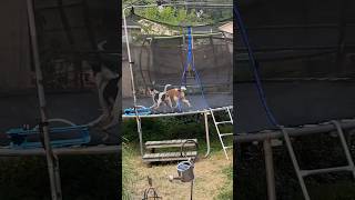 Pups and their trampoline! #beagle #trampoline #fyp #doglover #dogsoftiktok #dog #dogowner #summer