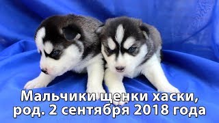 Предлагаем чёрно-белых щенков хаски мальчики, родились 2 сентября 2018 года Предлагаем чёрно-белых щенков хаски мальчики, родились 2 сентября 2018 года