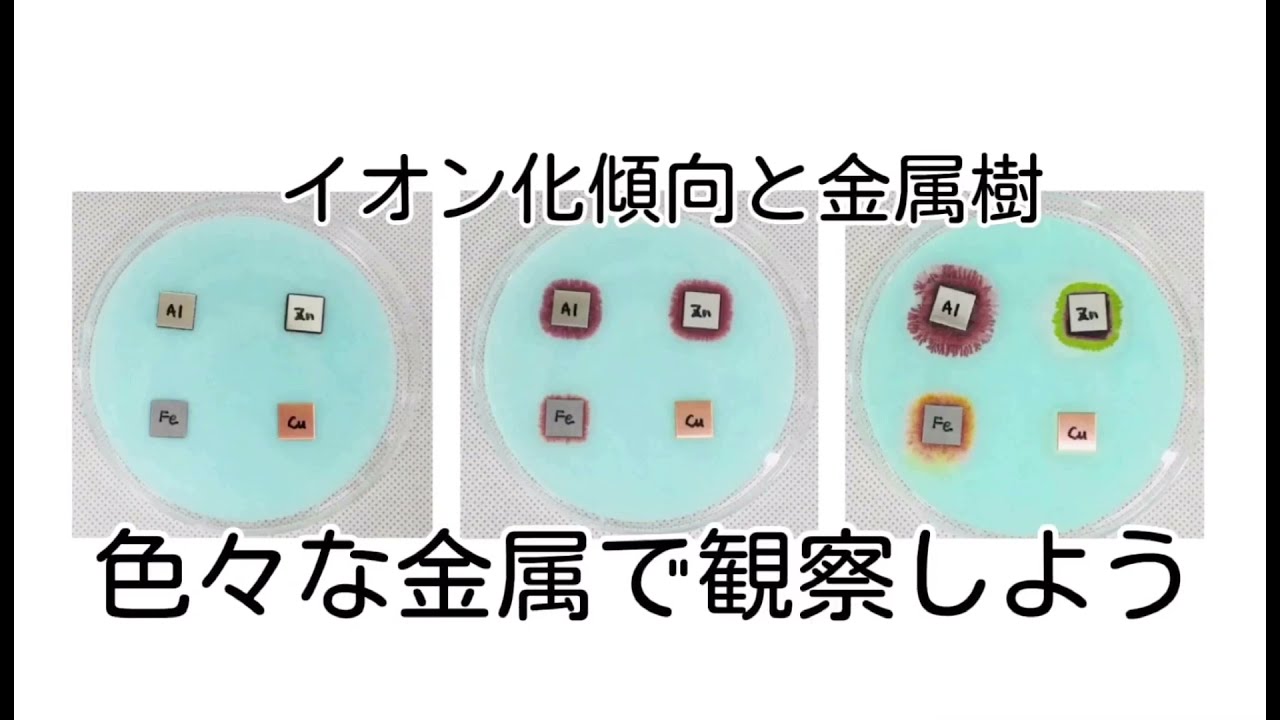 イオン化傾向と金属樹 お茶の水女子大学 理科教材データベース