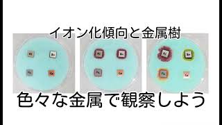 イオン化傾向と金属樹 お茶の水女子大学 理科教材データベース