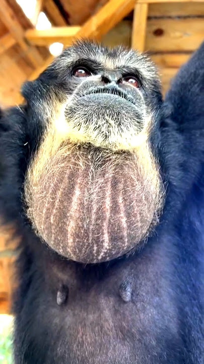 Siamang calling #The largest Gibbon Calling sound #animal #wildlife #viral #gibbon