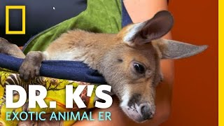 I've Got a Kanga Crush on You | Dr. K's Exotic Animal ER