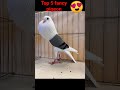 Top 5 fancy pigeon note for sale pigeon viral top kabutar