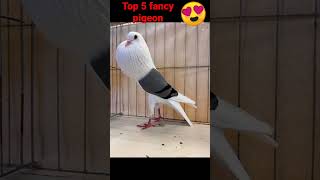 Top 5 fancy pigeon note for sale #pigeon #viral #top #video #kabutar screenshot 5