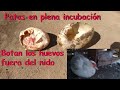 Pata en plena incubación bota los huevos fuera del nido  # aves de corral