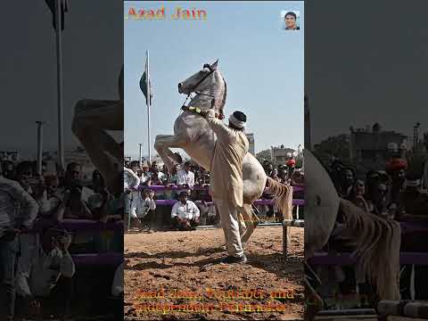 ghoda khada ho gaya, horse standing #horse #ghoda #घोड़ा #horsedance #horsevideo