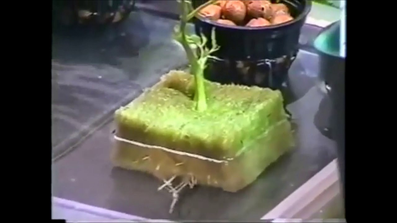 Certified Pothead Learn To Grow Sea Of Green Hydroponics YouTube