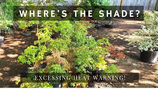 How to protect Japanese Maple trees in Summer!