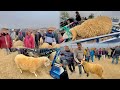 سوق مزوارية وجدة ثمن حولي عيد الاضحى سوق عامر بناس واثمنة شاعلة 