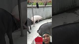 Kĩ Sư Nông Nghiệp Nuôi Lợn #pigfeed