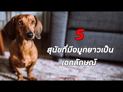 5 สายพันธุ์ สุนัขที่มีจมูกยาวเป็นเอกลักษณ์ !!