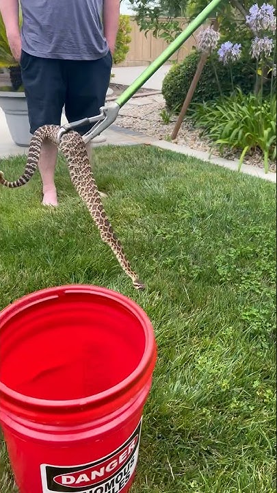 Rattlesnake just ate a big MEAL! - YouTube