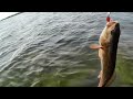 Catching Red Fish Knee Deep Water.