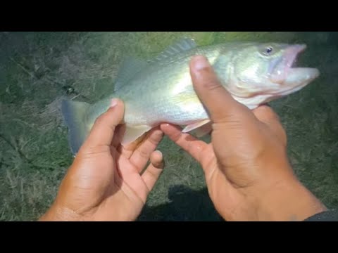 Sunset to night bass fishing