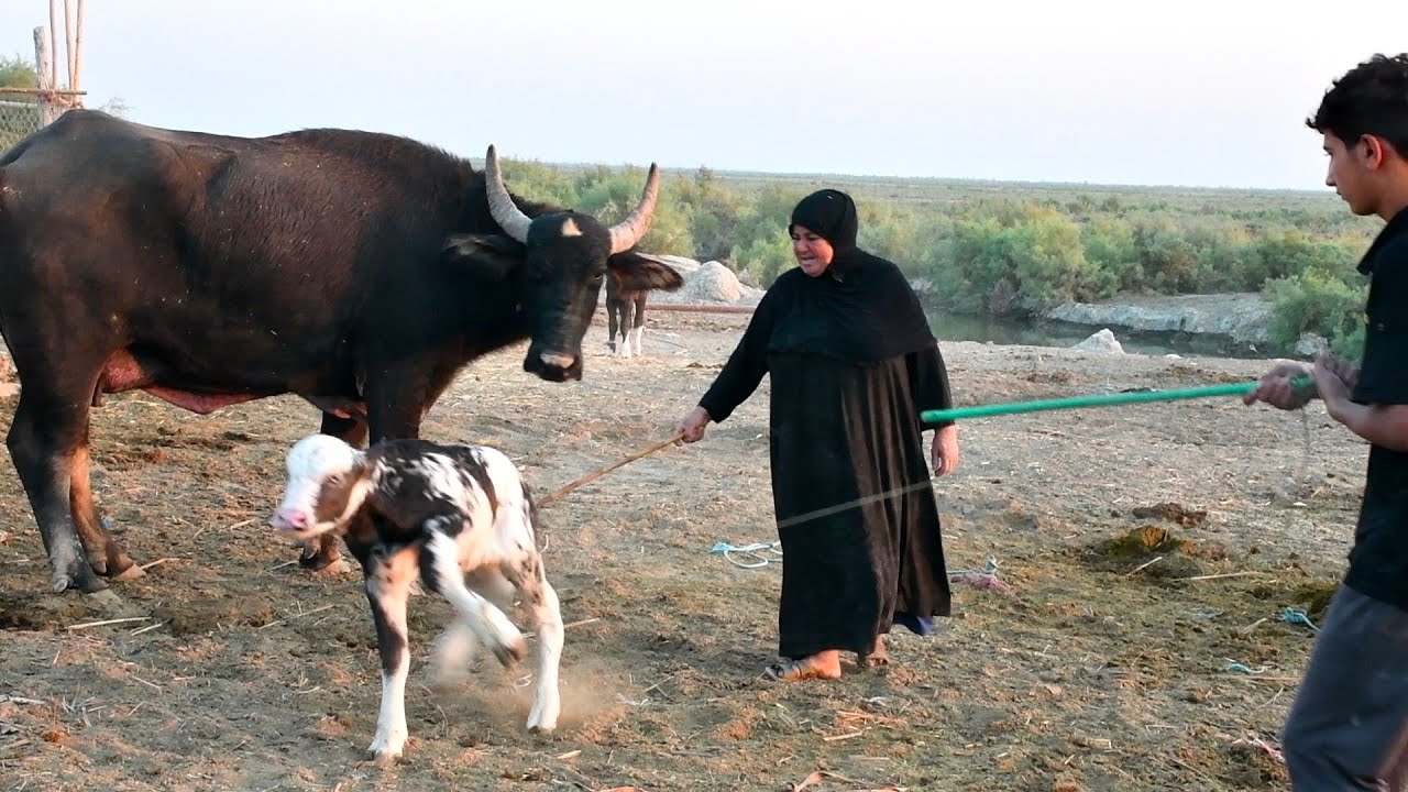 عناد وعصبية بين الحجية فاطمه وصغير الجاموس حتى خلاها تطلع من طورها ما يريد يبتعد عن أمه