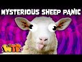 The Great Sheep Panic of 1888 | WHAT THE PAST