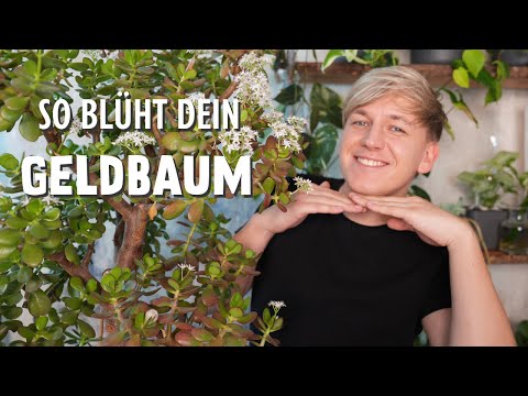 Video: Weißt du, wie der Geldbaum blüht?