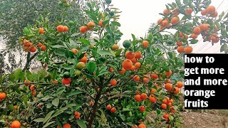 Narangi ke plant se Jabardast fruiting Kaise len uske liye tips aur Buti Vidhi se nai plant Kaise ba