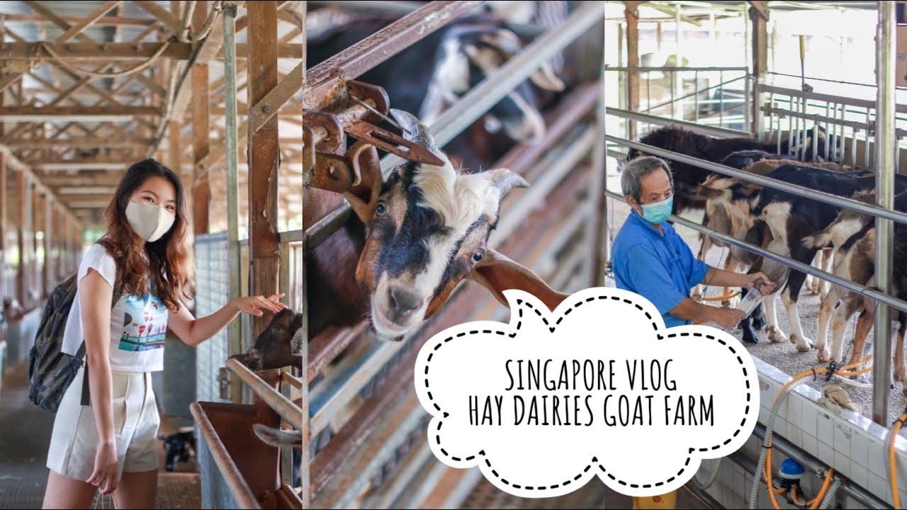 dairy goat farm tour