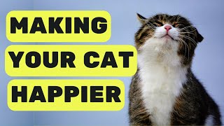 How to keep your cat happy and healthy: Tips and advice from experts on the Cat Channel by Pet in the Net 1,188 views 3 months ago 4 minutes, 21 seconds