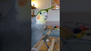 Download Lagu Bird funny - My bird loves it more, rather it is a singer. MP3 Download Lagu Bird funny - My bird loves it more, rather it is a singer. MP3